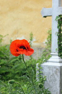 IMG-4761.jpg